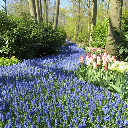 Apartamento Jabaki Garden House Hoofddorp